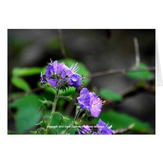 Chilhowee山、テネシー州の野生の花 (正面横)