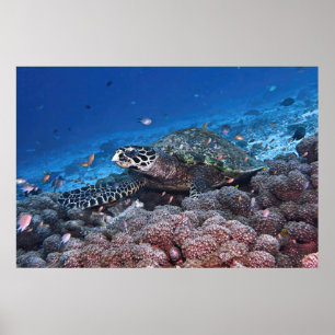 Chill Hawksbill ポスター