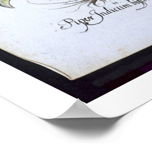 Chilli Pepper plants, from the 'Hortus Eystettensi ポスター (角)