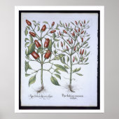 Chilli Pepper plants, from the 'Hortus Eystettensi ポスター (正面)