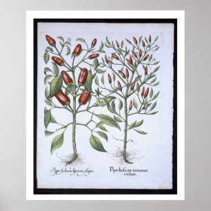 Chilli Pepper plants, from the 'Hortus Eystettensi ポスター