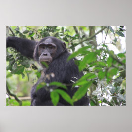 Chimpポスター ポスター