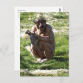 CHIMPANZEE ポストカード (正面/裏面)