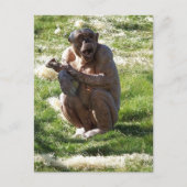 CHIMPANZEE ポストカード (正面)