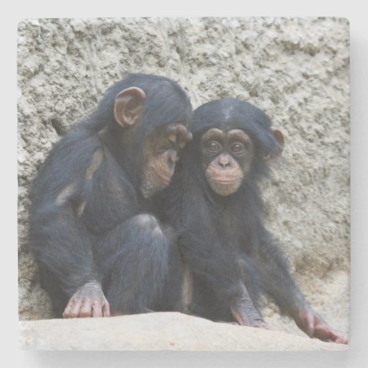 Chimpanzee 002 ストーンコースター (正面)