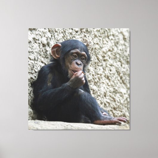 Chimpanzee 013 キャンバスプリント (正面)