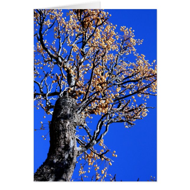 Chinaberry木 (正面)