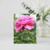 Chinese Peony ポストカード (スタンド正面)