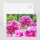 Chinese Peony ポストカード (正面/裏面)