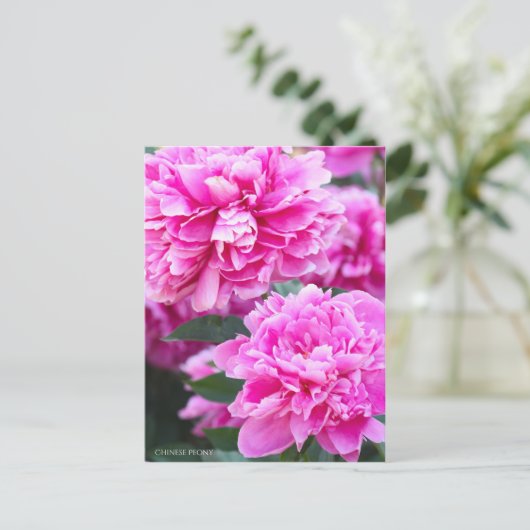 Chinese Peony ポストカード (スタンド正面)