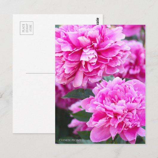 Chinese Peony ポストカード (正面/裏面)