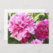 Chinese Peony ポストカード (正面/裏面)