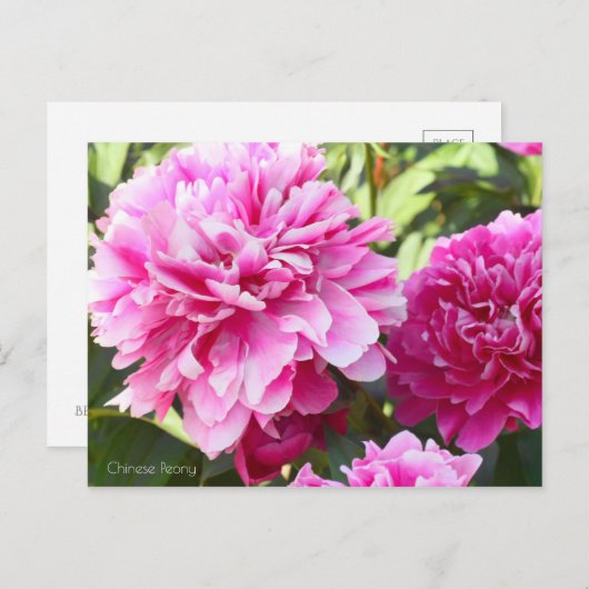 Chinese Peony ポストカード (正面/裏面)