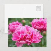 Chinese Peony ポストカード (正面/裏面)