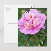 Chinese Peony [Postcard] ポストカード (正面/裏面)