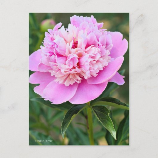 Chinese Peony [Postcard] ポストカード (正面)
