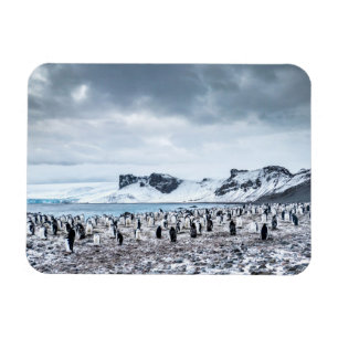 Chinstrapのペンギンのコロニーの景色 マグネット