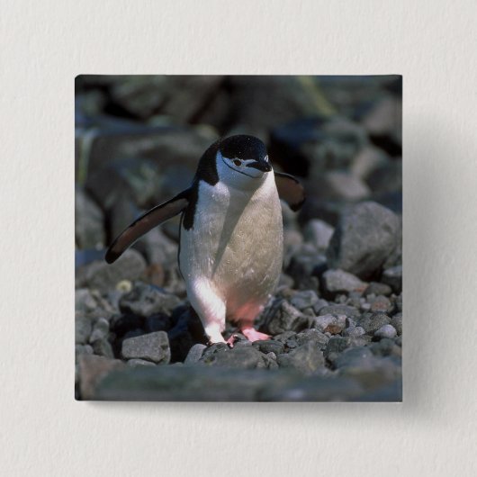 Chinstrapのペンギン 缶バッジ (正面)