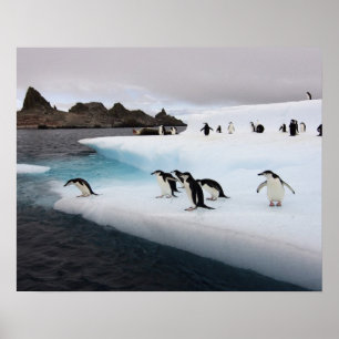 chinstrapのペンギン、Pygoscelis南極大陸、2 ポスター