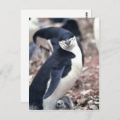 Chinstrap Penguin, Manchot ? jugulaire ( Pygosceli ポストカード (正面/裏面)