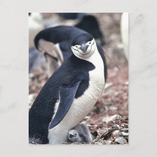 Chinstrap Penguin, Manchot ? jugulaire ( Pygosceli ポストカード (正面)