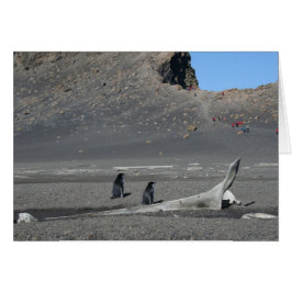 Chinstrap penguins （詐欺）カード
