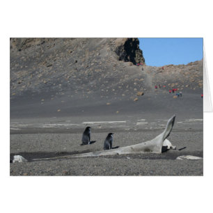 Chinstrap penguins （詐欺）カード