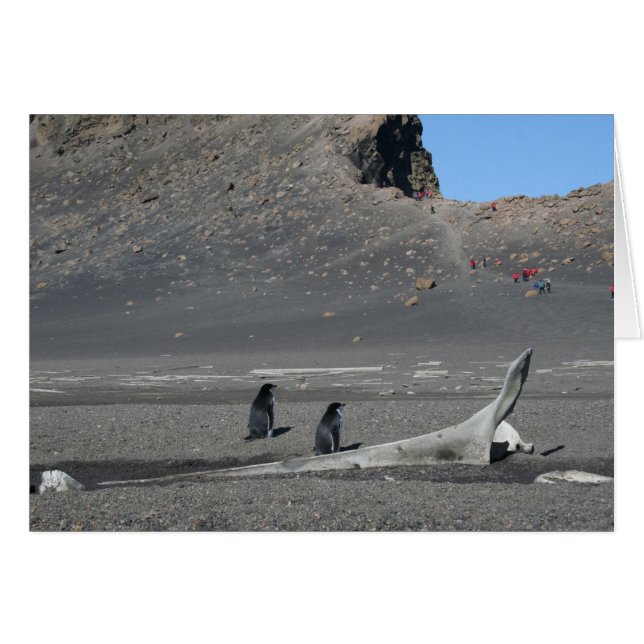 Chinstrap penguins （詐欺）カード (正面横)