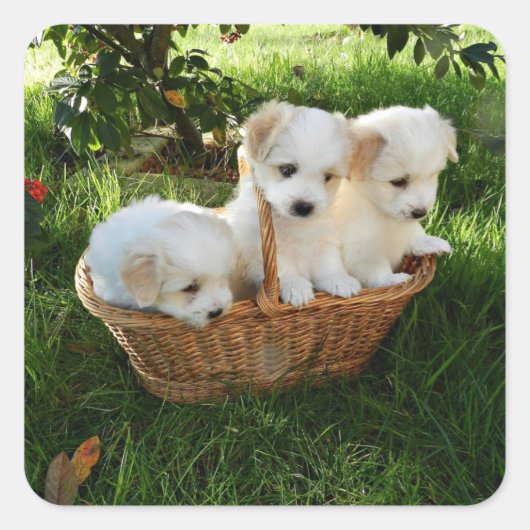 Chiots, Coton de Tulear, Puppies スクエアシール (正面)