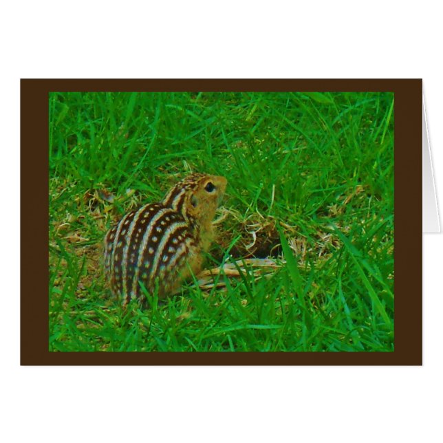 Chipmunkこんにちは (正面横)