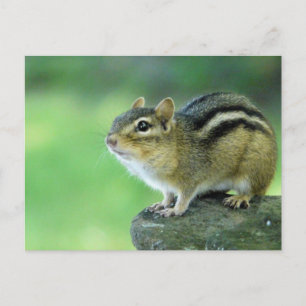 Chipmunkはがき ポストカード