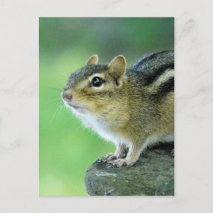 Chipmunkはがき ポストカード