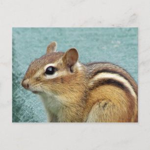 Chipmunkクローズアップ ポストカード