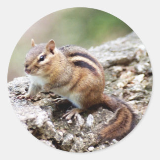 Chipmunkスタンプ ラウンドシール