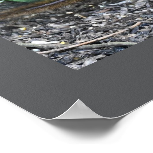 Chipmunkフォトポスター ポスター (角)