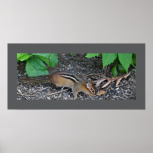 Chipmunkフォトポスター ポスター