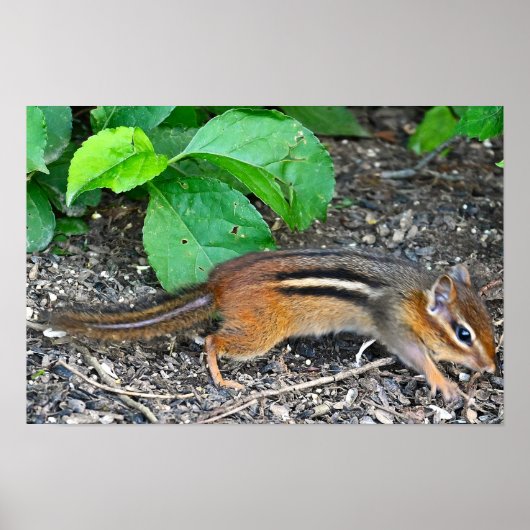 Chipmunkフォトポスター ポスター (正面)