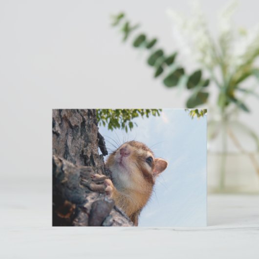 Chipmunk写真(17-3) ポストカード (スタンド正面)