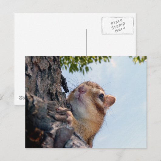 Chipmunk写真(17-3) ポストカード (正面/裏面)