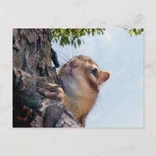 Chipmunk写真(17-3) ポストカード