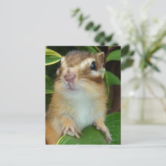 Chipmunk写真(20-2) ポストカード (スタンド正面)