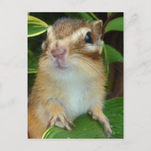 Chipmunk写真(20-2) ポストカード