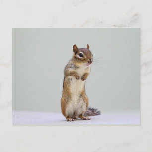 Chipmunk立ち上げ写真 ポストカード