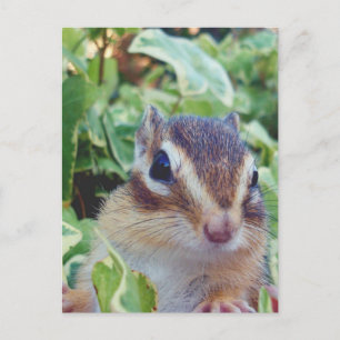chipmunk,カスタマイズ可能 ポストカード