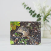 Chipmunk #2はがき ポストカード (スタンド正面)