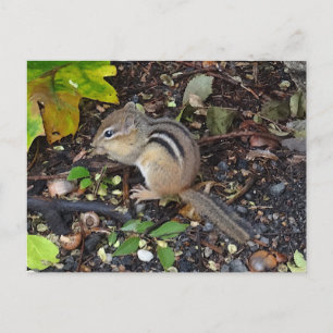 Chipmunk #2はがき ポストカード