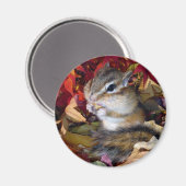 Chipmunk , Autumn (8)　photo マグネット (正面/裏面)