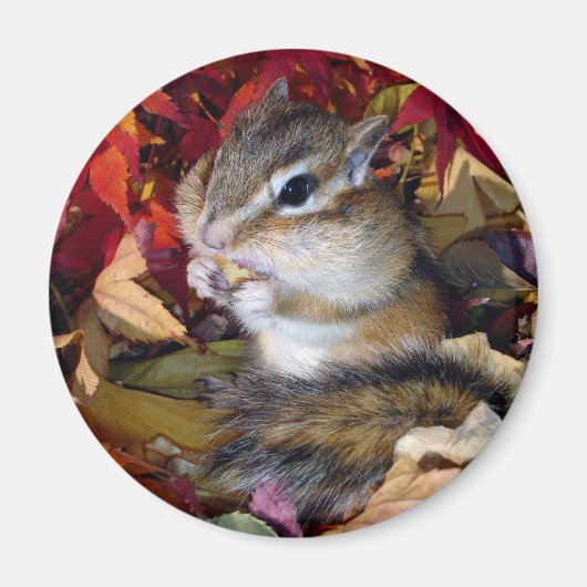 Chipmunk , Autumn (8)　photo マグネット (正面)