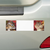 Chipmunk , Autumn (9) photo バンパーステッカー (車上)