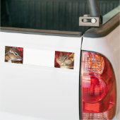Chipmunk , Autumn (9) photo バンパーステッカー (トラック上)